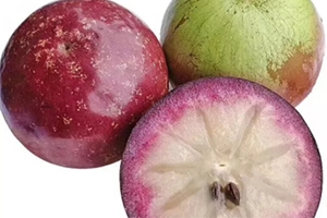 牛奶果是屬于什么性質(zhì)的水果？了解熱性涼性很重要