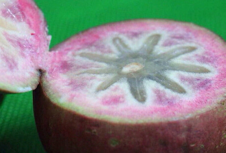 牛奶果多少錢(qián)一斤？青色和紫色是一樣的嗎