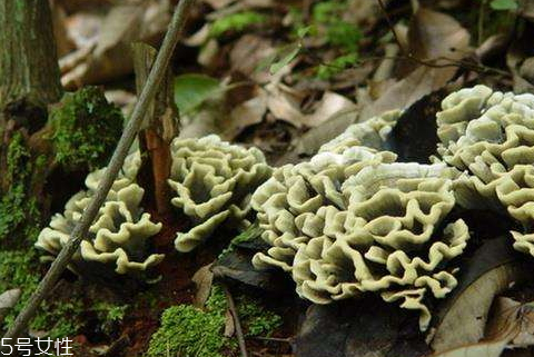 干巴菌怎樣才不苦澀 注意以下兩點 干巴菌怎樣才不苦澀 注意以下兩點