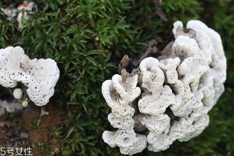 干巴菌什么味道 酷似腌牛肉干的香味 干巴菌什么味道 酷似腌牛肉干的香味