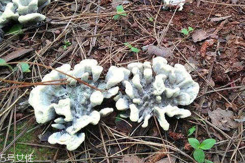 干巴菌什么味道 酷似腌牛肉干的香味 干巴菌什么味道 酷似腌牛肉干的香味
