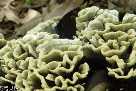 干巴菌可以放冰箱嗎 保存干巴菌小技巧 干巴菌可以放冰箱嗎 保存干巴菌小技巧