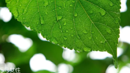 桑葉茶哪些人不能喝？過多飲用傷脾胃傷腎