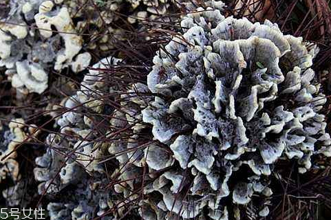 干巴菌怎么洗干凈 小心里面隱藏的泥沙 干巴菌怎么洗干凈 小心里面隱藏的泥沙