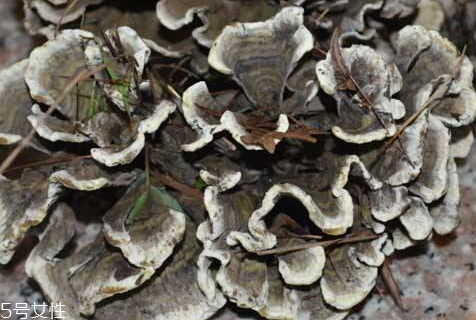 干巴菌可以人工種植嗎 至今仍未實現(xiàn) 干巴菌可以人工種植嗎 至今仍未實現(xiàn)