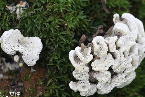 干巴菌可以人工種植嗎 至今仍未實現(xiàn) 干巴菌可以人工種植嗎 至今仍未實現(xiàn)