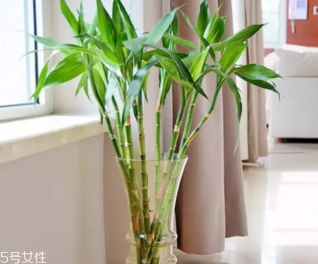 什么花不能放臥室養(yǎng)？含羞草誤食會脫發(fā)