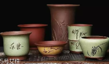 什么花不能放臥室養(yǎng)？含羞草誤食會脫發(fā)