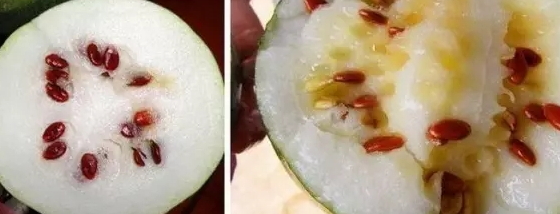 紅瓜子是什么瓜的子？瓜子比瓜還要珍貴