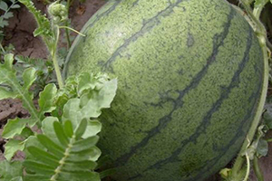 紅瓜子的功效與作用 男女老少都適合的小零食 紅瓜子的功效與作用 男女老少都適合的小零食