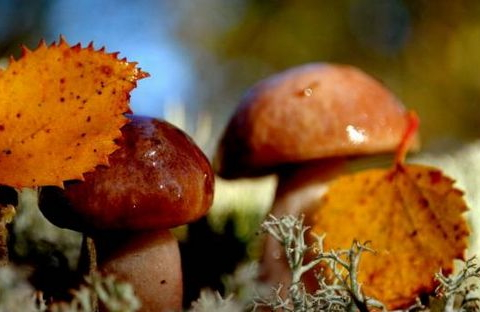 牛肝菌不能和什么一起吃 三大禁忌 牛肝菌不能和什么一起吃 三大禁忌