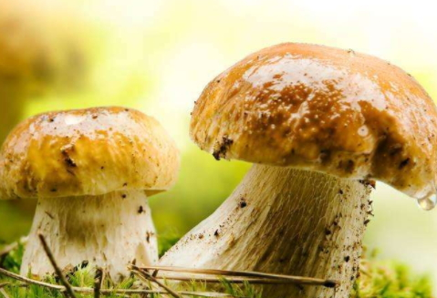 牛肝菌不能和什么一起吃 三大禁忌 牛肝菌不能和什么一起吃 三大禁忌