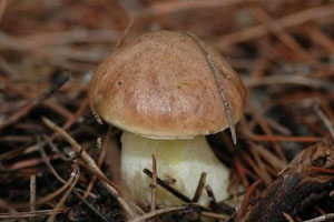 牛肝菌不能和什么一起吃 三大禁忌 牛肝菌不能和什么一起吃 三大禁忌