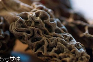 牛肚菌和牛肝菌的區(qū)別 主要體現(xiàn)在這幾點(diǎn) 牛肚菌和牛肝菌的區(qū)別 主要體現(xiàn)在這幾點(diǎn)