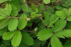 什么花不能放臥室養(yǎng)？含羞草誤食會脫發(fā)