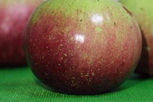 牛奶果皮能吃嗎？