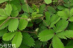 什么花不能放臥室養(yǎng)？含羞草誤食會脫發(fā)