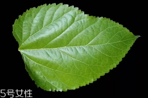 桑葉茶哪些人不能喝？過多飲用傷脾胃傷腎