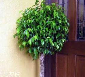 養(yǎng)花有哪些益處？節(jié)約藥費(fèi)不止一點(diǎn)點(diǎn)