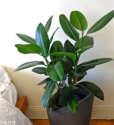 養(yǎng)花有哪些益處？節(jié)約藥費(fèi)不止一點(diǎn)點(diǎn)