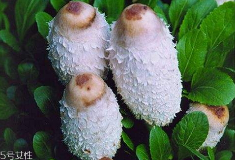 雞腿菇可以放幾天 烘干保存時(shí)間更長(zhǎng) 雞腿菇可以放幾天 烘干保存時(shí)間更長(zhǎng)