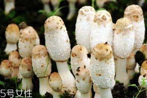 雞腿菇可以放幾天 烘干保存時(shí)間更長(zhǎng) 雞腿菇可以放幾天 烘干保存時(shí)間更長(zhǎng)