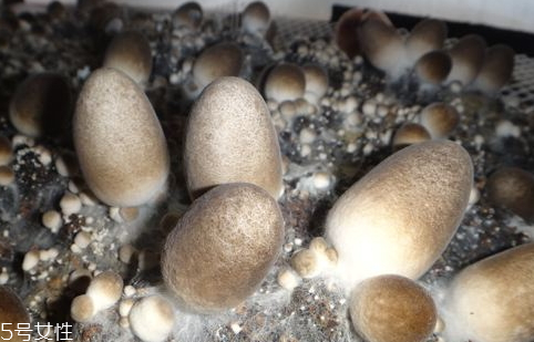 草菇要焯水嗎 殺菌去異味 草菇要焯水嗎 殺菌去異味