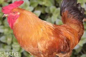 雞內(nèi)金有哪些功效？消除結(jié)石的一把好手