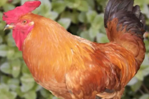 雞內(nèi)金有哪些功效？消除結(jié)石的一把好手