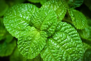 養(yǎng)花有哪些益處？節(jié)約藥費(fèi)不止一點(diǎn)點(diǎn)