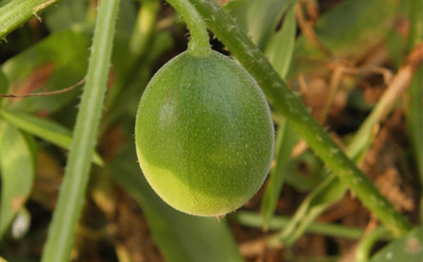 馬泡瓜怎么吃？曬干泡水喝