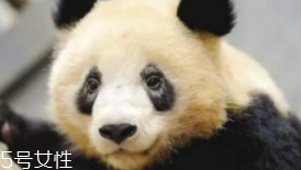 黑眼圈為什么睡夠了還是去不掉？體質(zhì)原因也會造成黑眼圈