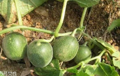 馬泡瓜的功效與作用有哪些？馬泡瓜能抗腫瘤