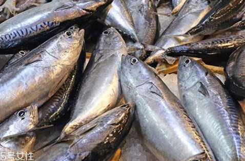 金槍魚為什么要冷凍 冷凍金槍魚你知道多少 金槍魚為什么要冷凍 冷凍金槍魚你知道多少