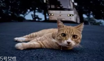 開車前為什么要拍拍車蓋？預(yù)防傷害流浪小動(dòng)物