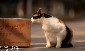 開車前為什么要拍拍車蓋？預(yù)防傷害流浪小動(dòng)物