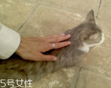 開車前為什么要拍拍車蓋？預(yù)防傷害流浪小動(dòng)物