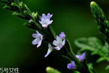 草藥就是中藥嗎？一個(gè)是前世一個(gè)是今生