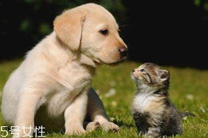 開車前為什么要拍拍車蓋？預(yù)防傷害流浪小動(dòng)物