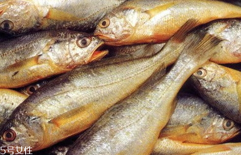 大黃魚(yú)為什么那么貴 物依稀為貴 大黃魚(yú)為什么那么貴 物依稀為貴