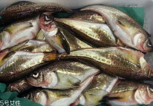 雷魚(yú)是海魚(yú)還是河魚(yú) 淡水魚(yú)的一種 雷魚(yú)是海魚(yú)還是河魚(yú) 淡水魚(yú)的一種