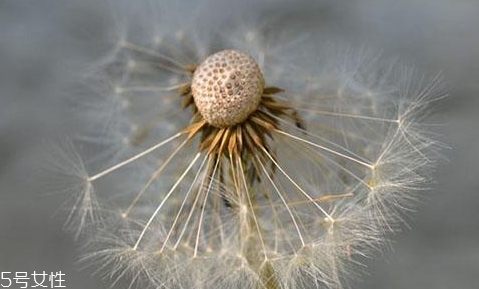 蒲公英泡茶可以放糖嗎？不要只看重味道