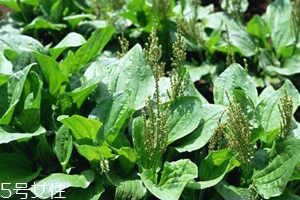 車前草能治療痛風嗎？它是對付痛風的寶