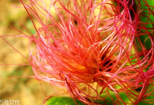 玉米須煮水孕婦可以喝嗎？原來好處這么多