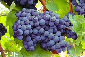 葡萄籽補(bǔ)劑要不要買？不如早睡早起