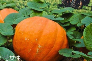 凍了的南瓜可以吃嗎？