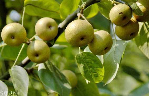 梨子為什么不能分開吃？梨是清火的