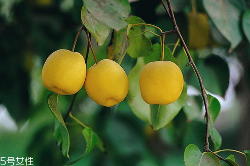 香梨怎么挑選好不好？香梨怎么分公母？