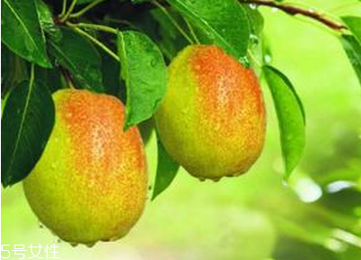 棗能和梨一起吃嗎？棗和梨一起吃會(huì)怎樣？