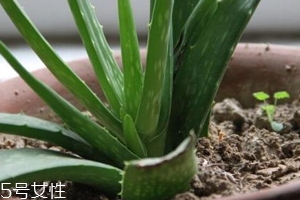 蘆薈膠真的很神奇嗎？只是基礎(chǔ)的補(bǔ)水保濕